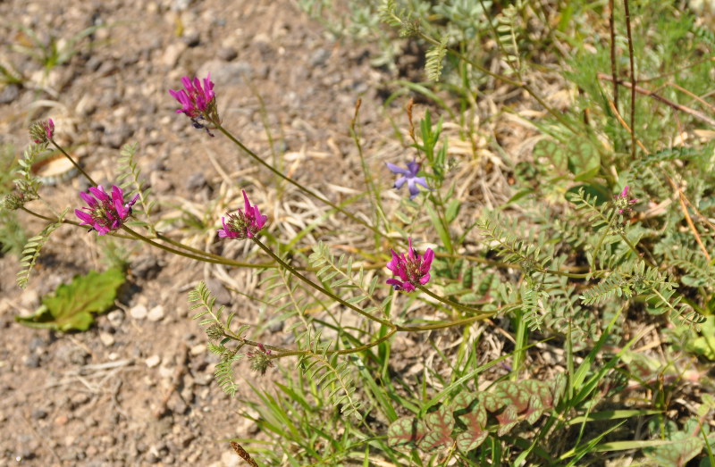 Изображение особи Astragalus sevangensis.