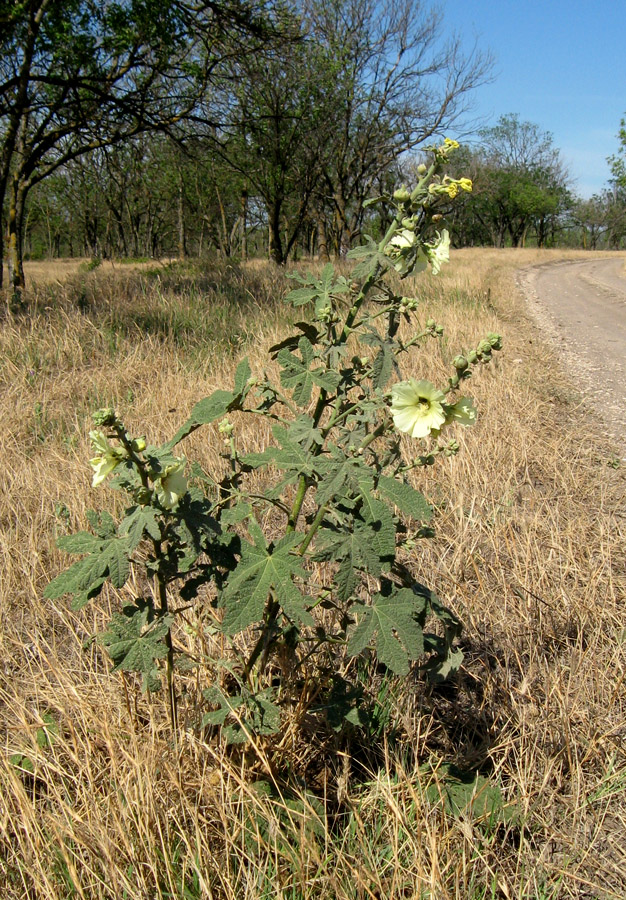 Изображение особи Alcea rugosa.