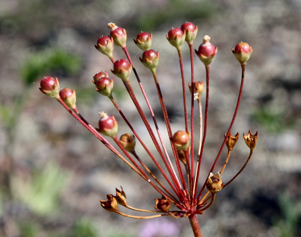 Image of Androsace septentrionalis specimen.