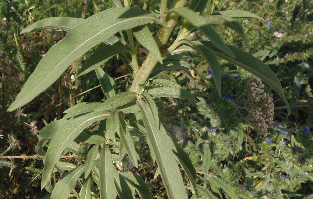 Image of genus Helianthus specimen.