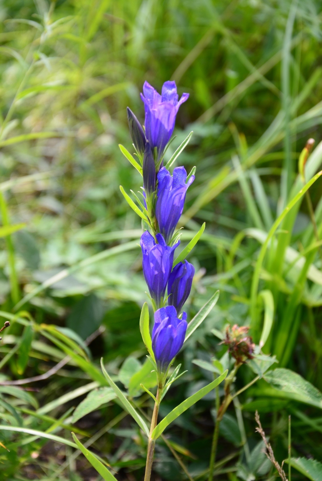 Image of Gentiana pneumonanthe specimen.