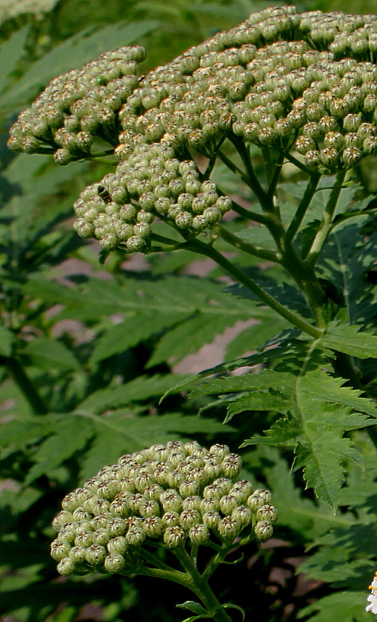 Изображение особи Pyrethrum macrophyllum.