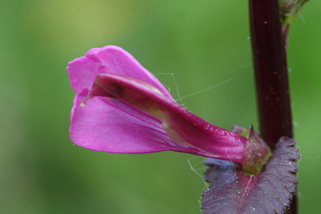 Image of Pedicularis resupinata specimen.