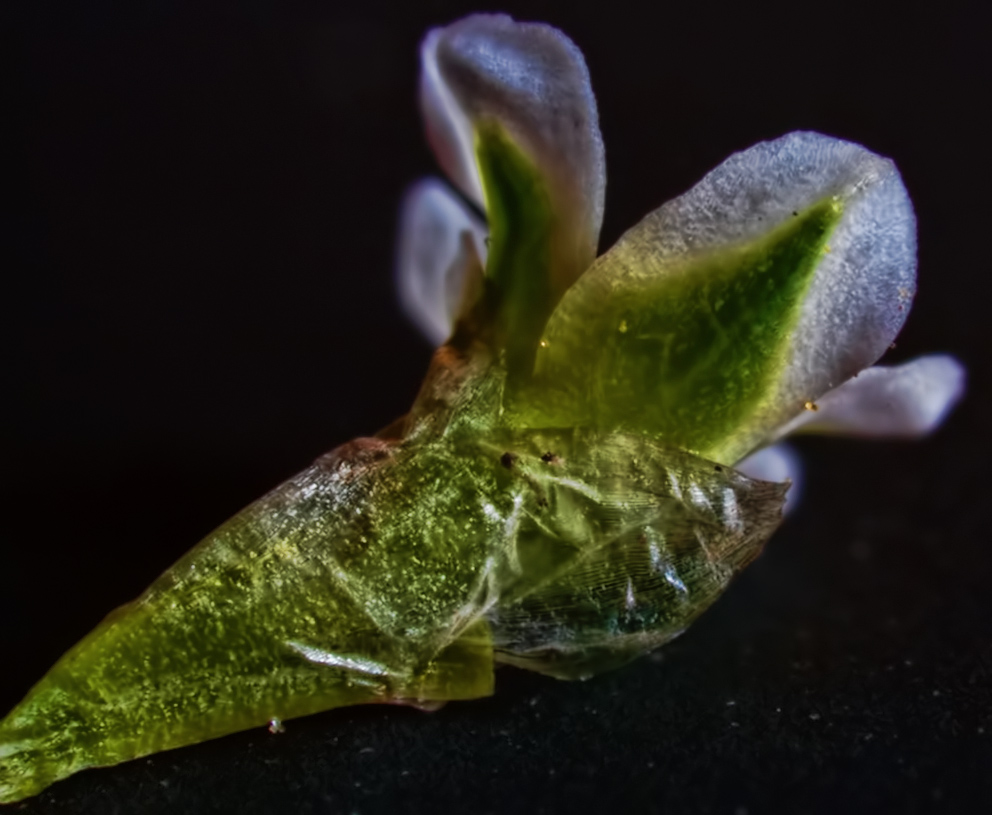 Image of Polygonum aviculare specimen.