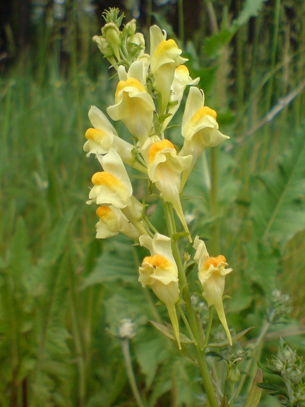 Image of Linaria vulgaris specimen.