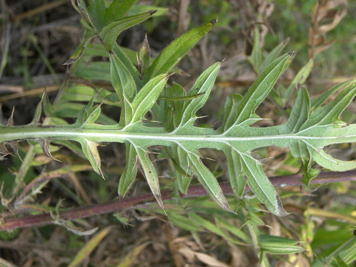 Image of Cirsium arachnoideum specimen.