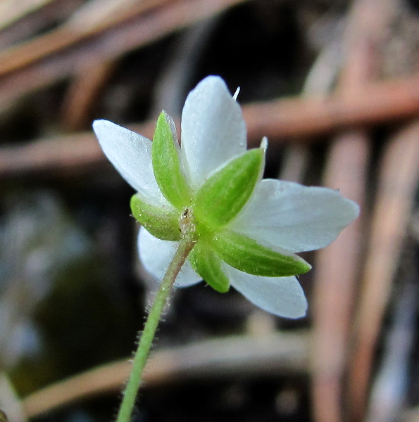 Image of Minuartia verna specimen.