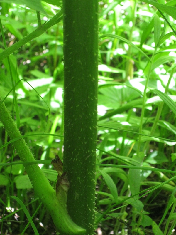 Image of Aralia cordata specimen.