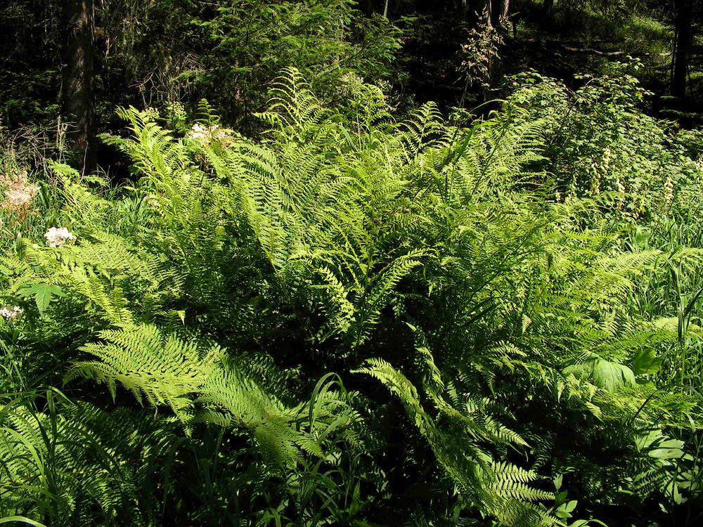 Image of Athyrium monomachii specimen.