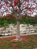 Erythrina lysistemon. Цветущее дерево. Израиль, г. Беэр-Шева, городское озеленение. 24.03.2014.