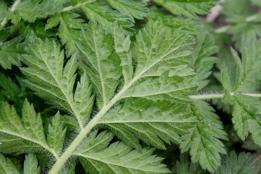 Image of genus Erodium specimen.