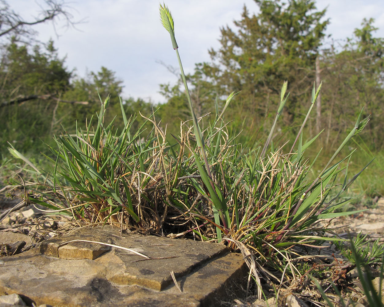 Image of Agropyron pinifolium specimen.