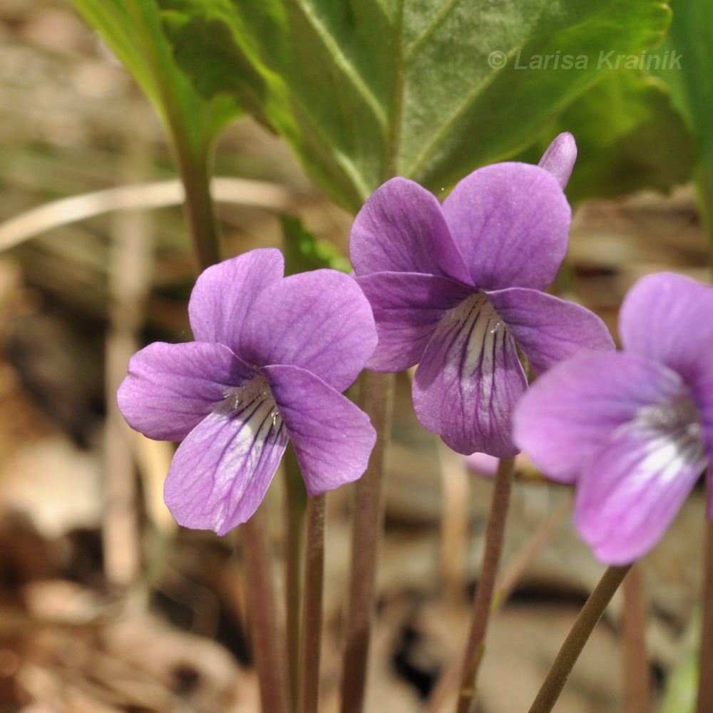 Изображение особи Viola primorskajensis.