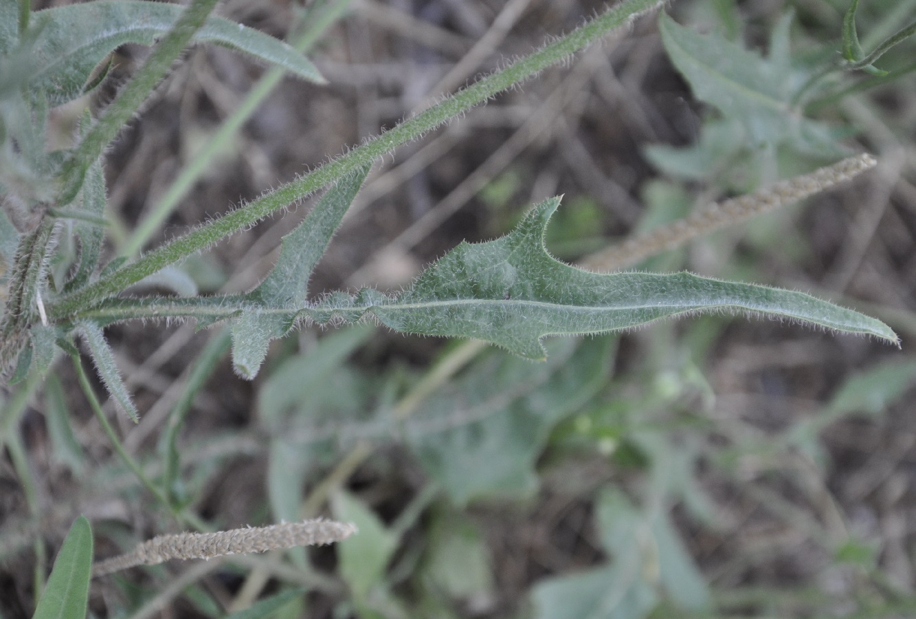 Изображение особи род Crepis.