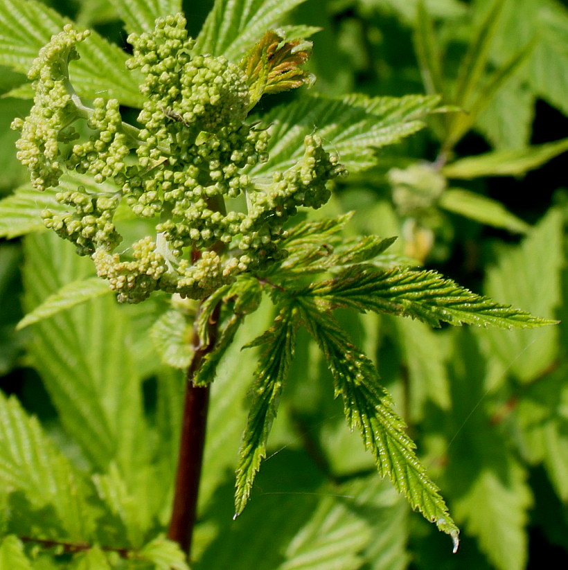 Изображение особи Filipendula ulmaria.