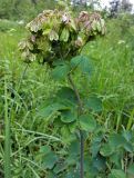 Thalictrum aquilegiifolium. Плодоносящее растение на зарастающей просеке. Московская обл., Талдомский р-н. 23.06.2014.