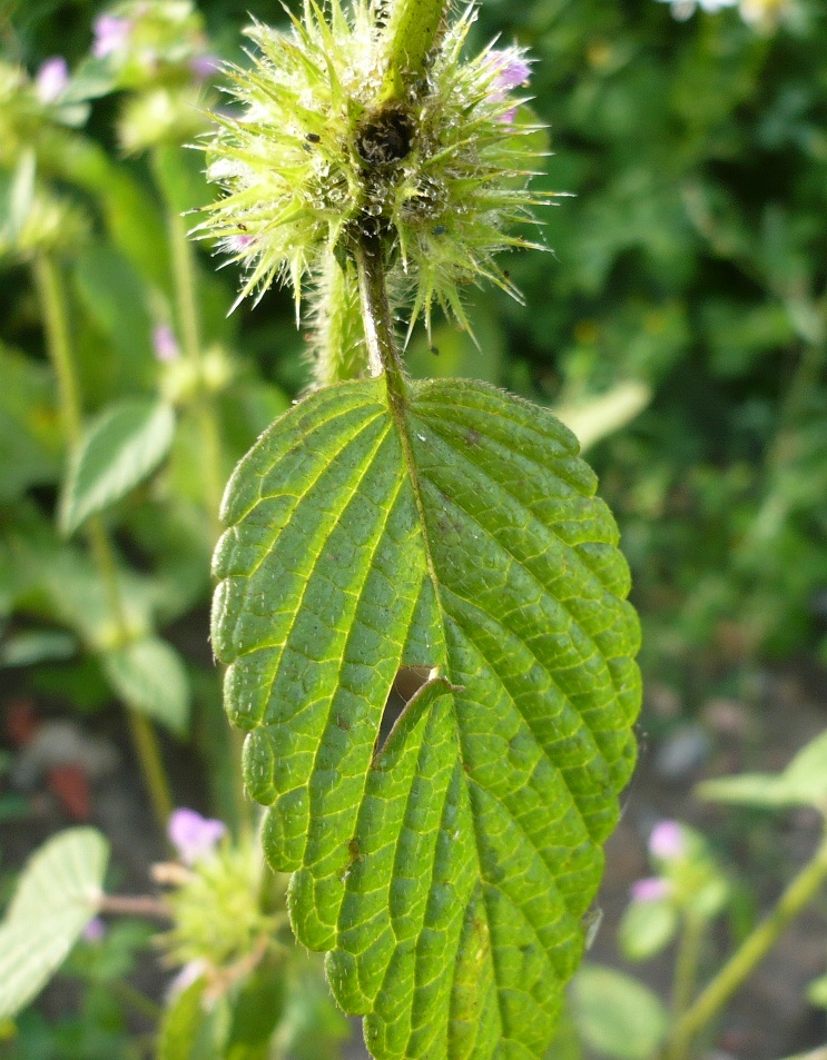 Image of Galeopsis bifida specimen.