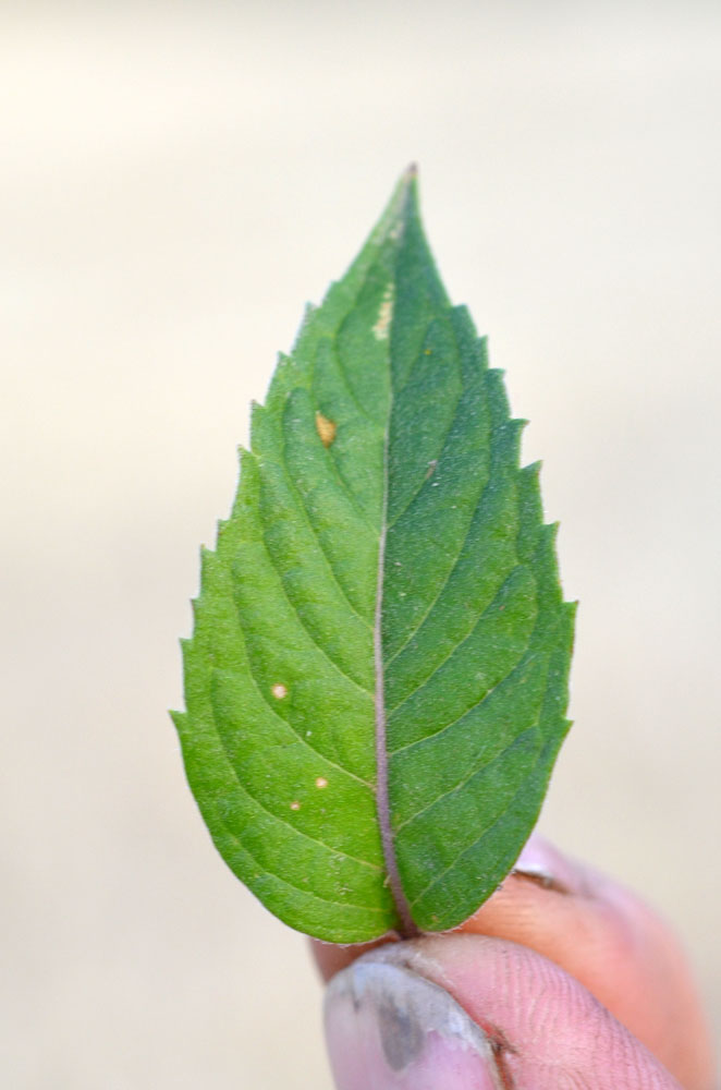 Image of Mentha &times; interrupta specimen.