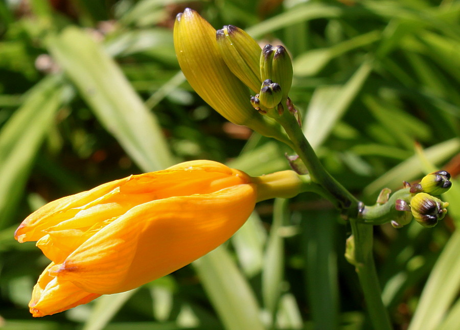 Изображение особи Hemerocallis middendorffii.