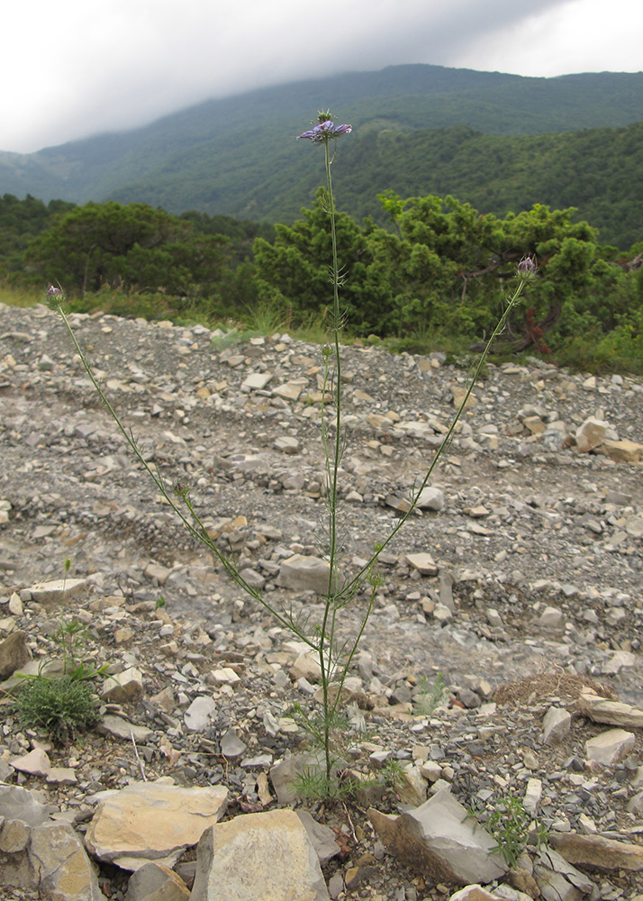 Image of Nigella elata specimen.