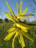 Tragopogon orientalis