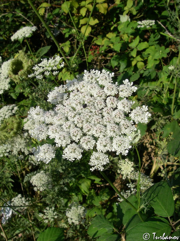 Image of Daucus carota specimen.