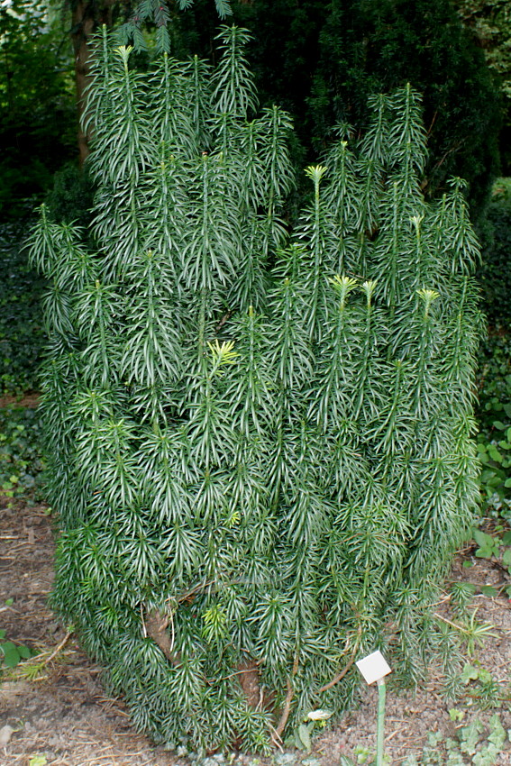 Image of Cephalotaxus harringtonia specimen.