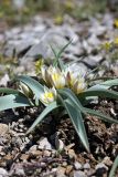 Tulipa turkestanica