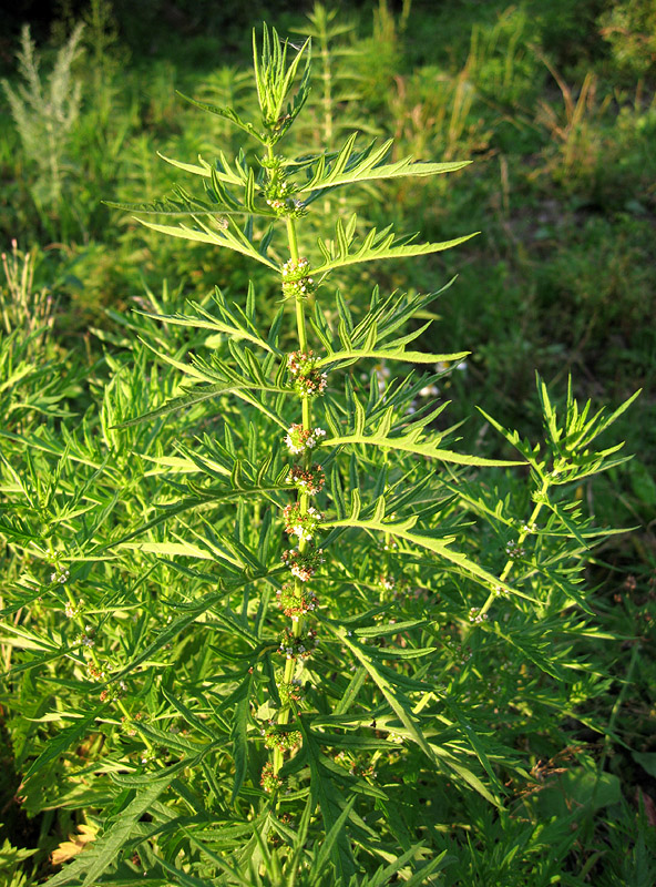 Image of Lycopus exaltatus specimen.