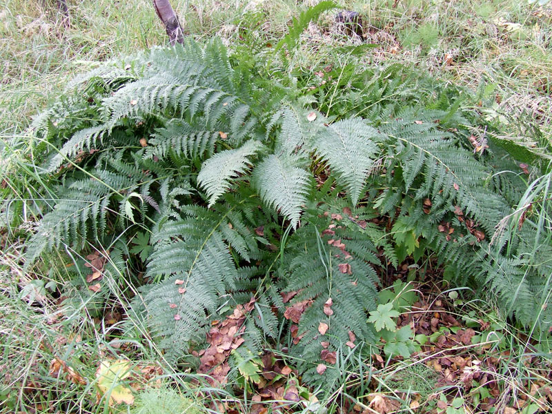 Изображение особи Athyrium filix-femina.