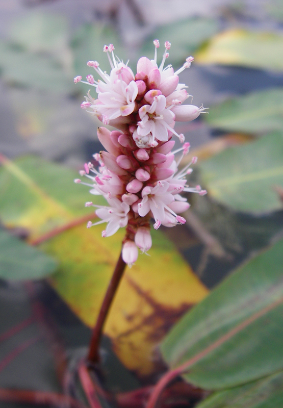 Изображение особи Persicaria amphibia.