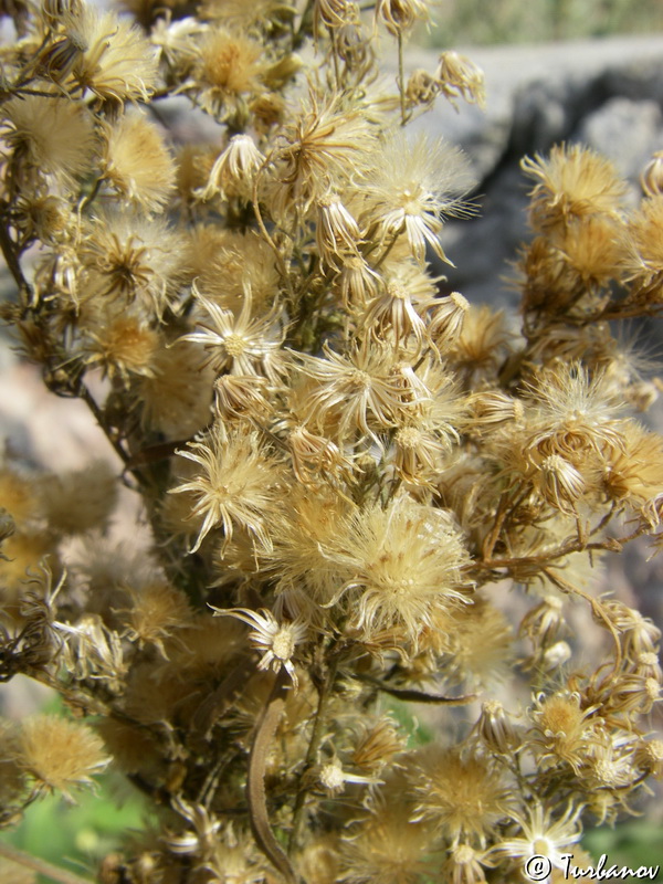 Image of Conyza canadensis specimen.