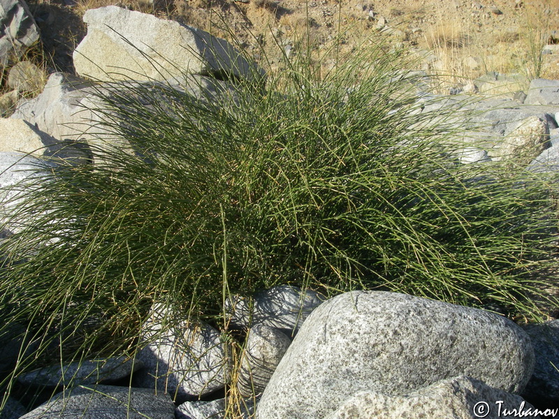 Image of Ephedra distachya specimen.