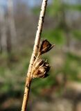 Juncus filiformis. Часть прошлогоднего побега со спороношениями микромицетов. Окр. Архангельска, болото. 07.05.2015.