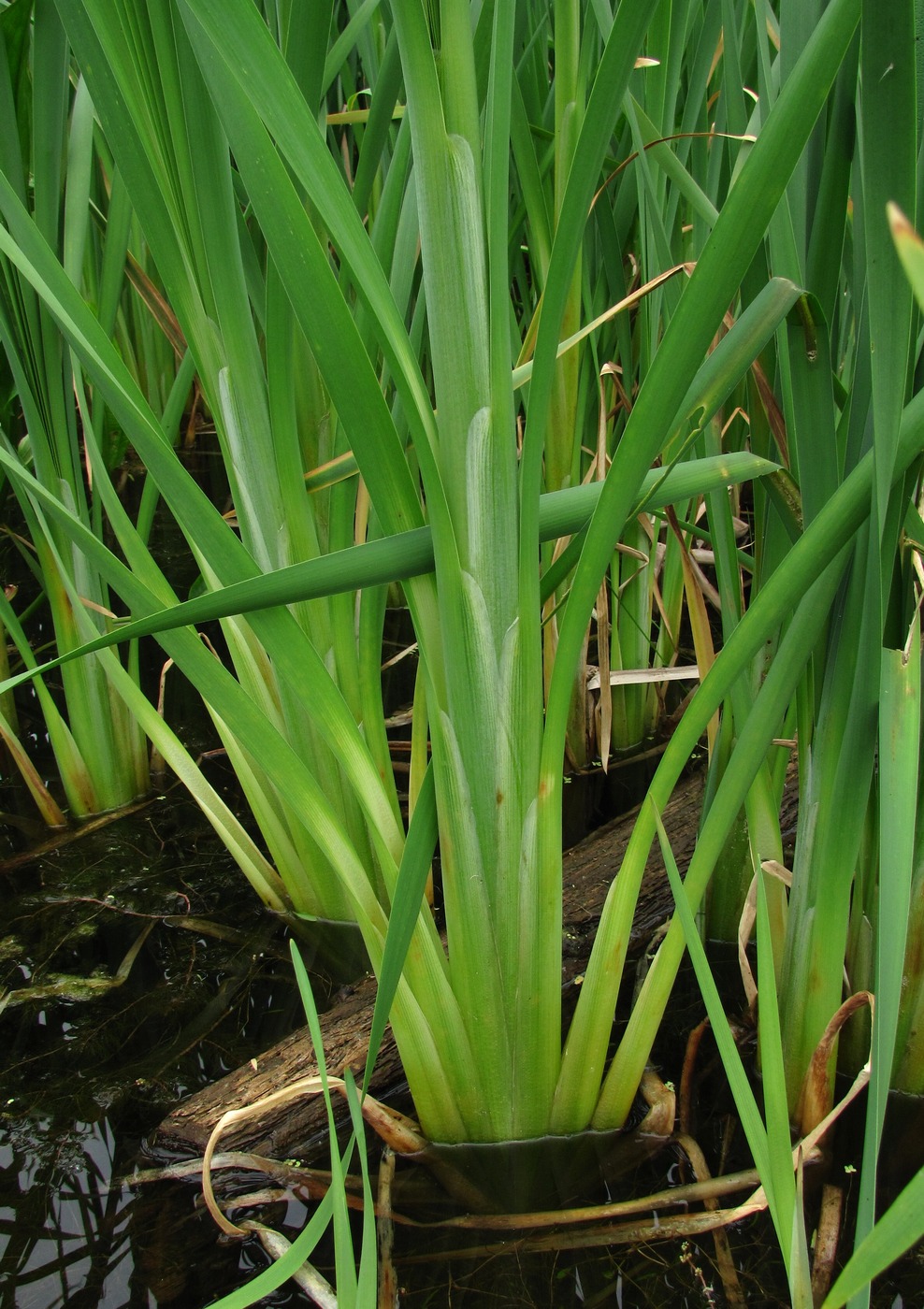 Изображение особи Typha latifolia.