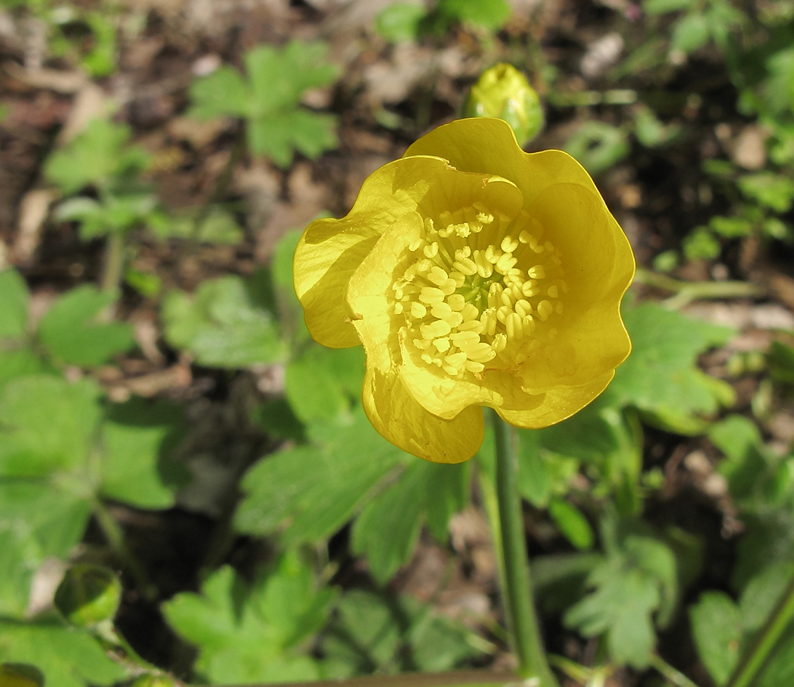 Image of Ranunculus constantinopolitanus specimen.