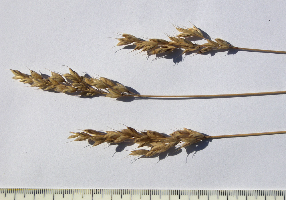 Image of Bromus hordeaceus specimen.