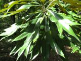 Grevillea baileyana. Вегетативный побег. Австралия, г. Брисбен, ботанический сад. 12.09.2015.