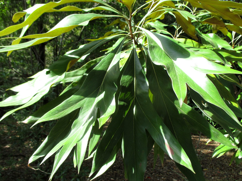 Изображение особи Grevillea baileyana.