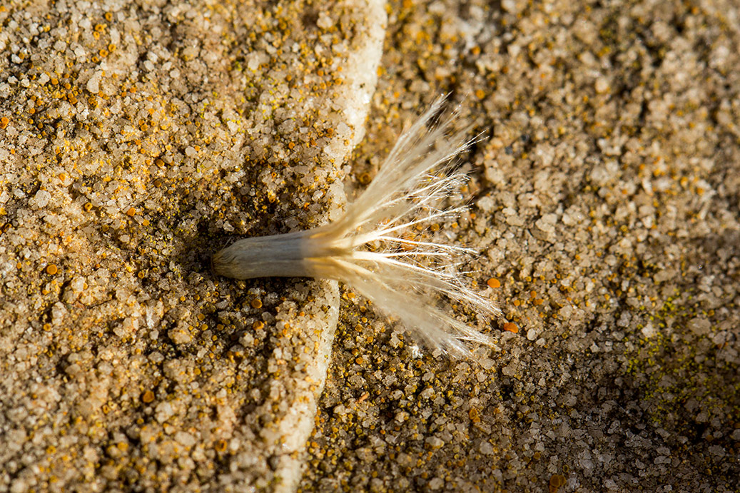 Image of Carlina graeca specimen.