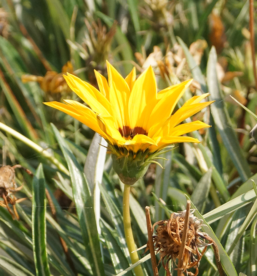 Изображение особи род Gazania.