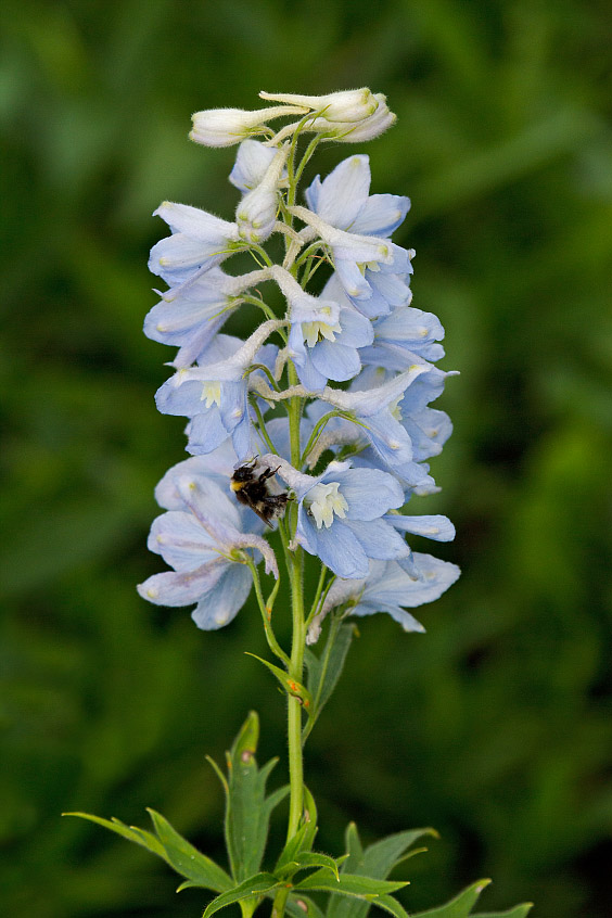 Изображение особи Delphinium &times; phoeniceum.