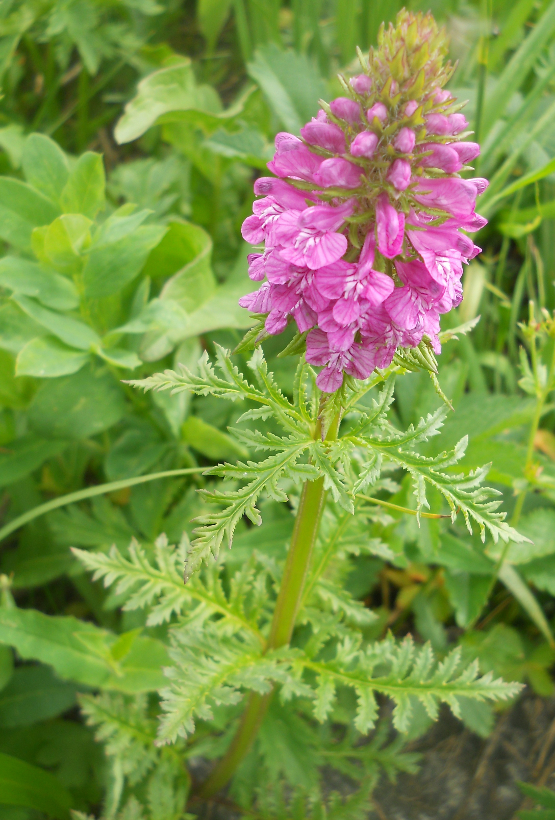 Изображение особи Pedicularis macrochila.