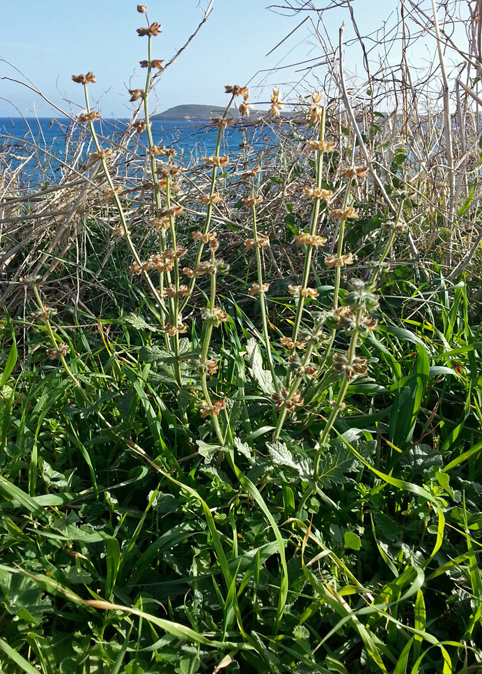 Изображение особи Salvia verbenaca.