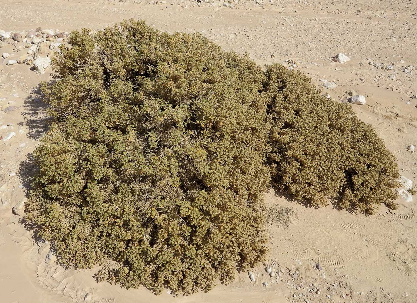 Image of Cleome droserifolia specimen.