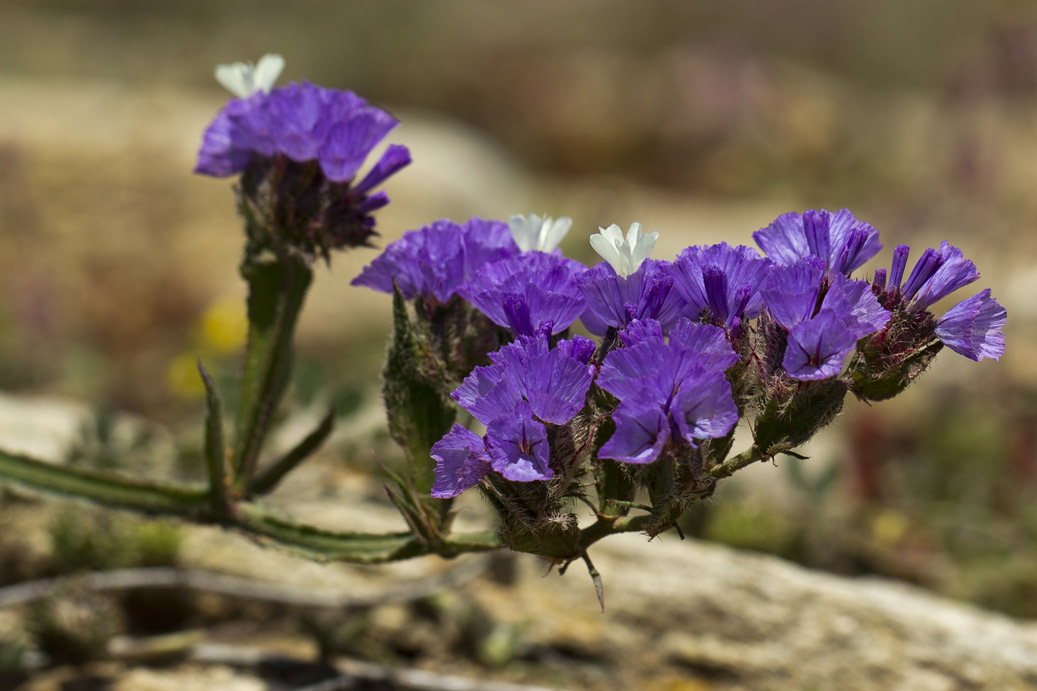 Image of Limonium sinuatum specimen.