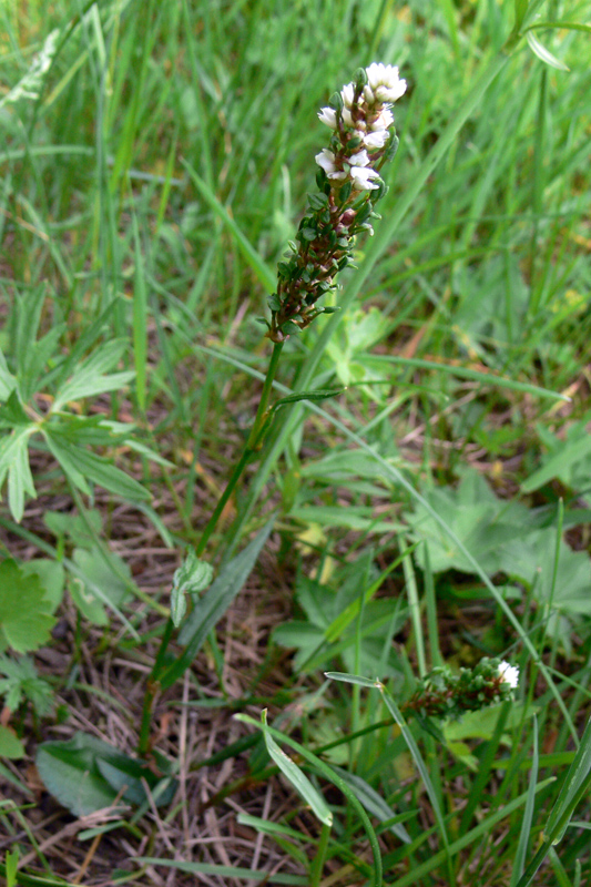 Image of Bistorta vivipara specimen.