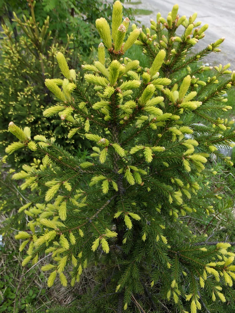 Изображение особи Picea abies.