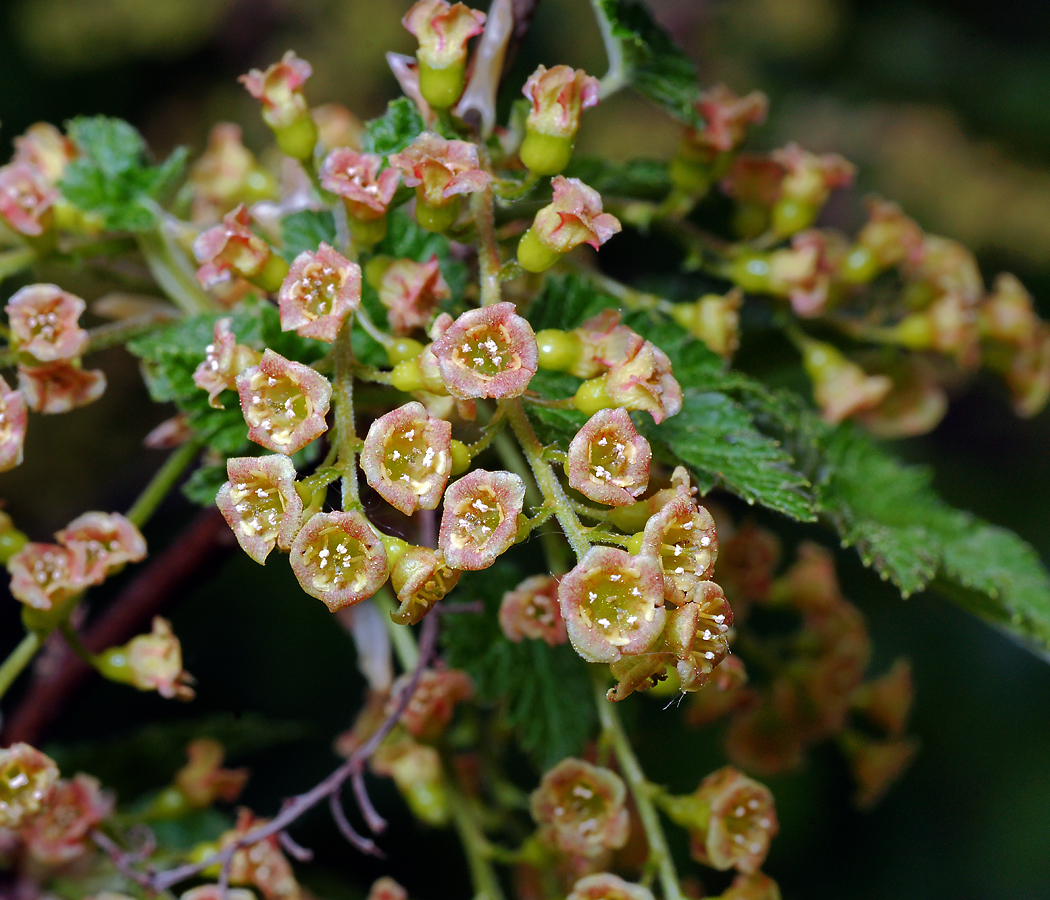 Изображение особи Ribes rubrum.