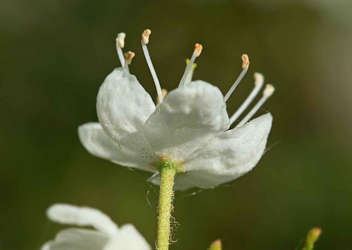 Image of Ledum palustre specimen.